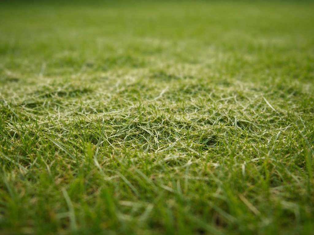 Gazon fin fraîchement tondu avec l’herbe coupée laissée en place en pellicule sur le sol, effet paillé.