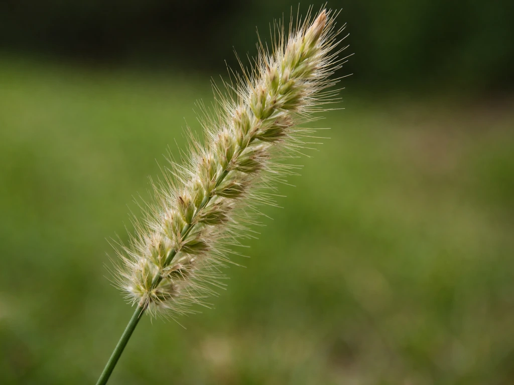 Gros plan sur un épillet de graminée de jardin, détails fins des petites fleurs, lumière naturelle.